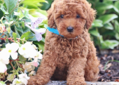 TOY POODLE BİBLO